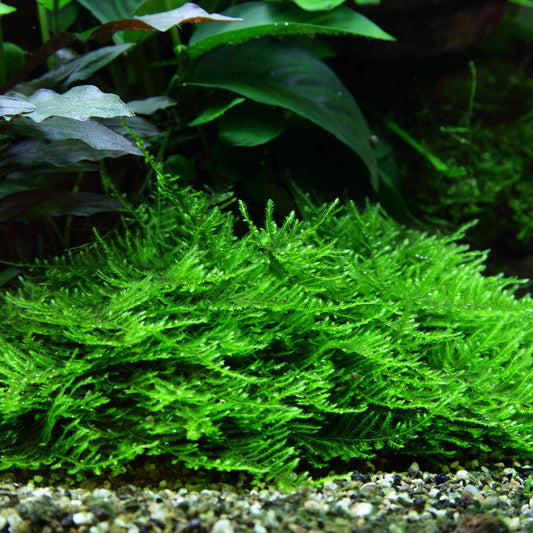 Spiky Moos Portion - Taxiphyllum sp. 'Spiky Moss'