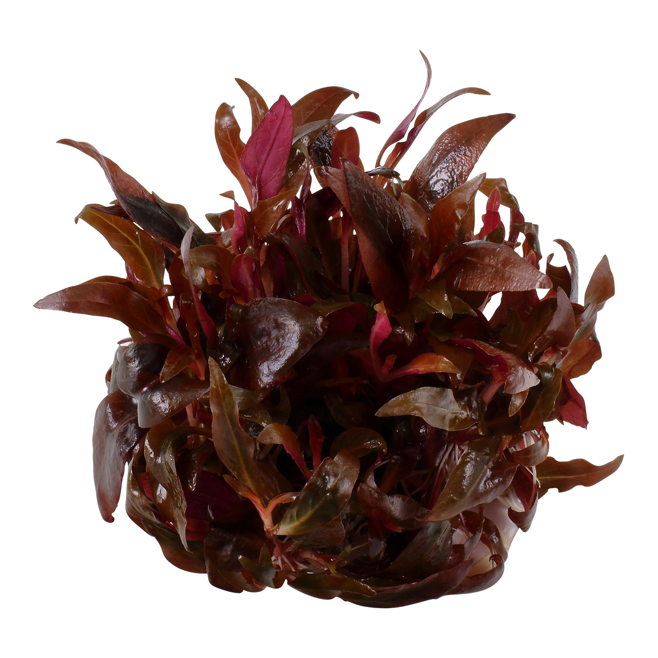 Alternanthera reineckii 'Mini' In-Vitro