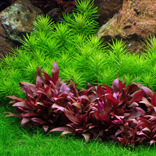Pogostemon deccanensis In Vitro
