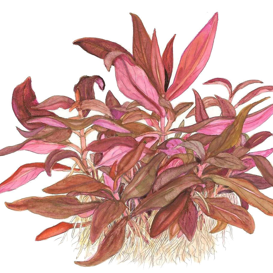 Alternanthera reineckii 'Mini' In-Vitro