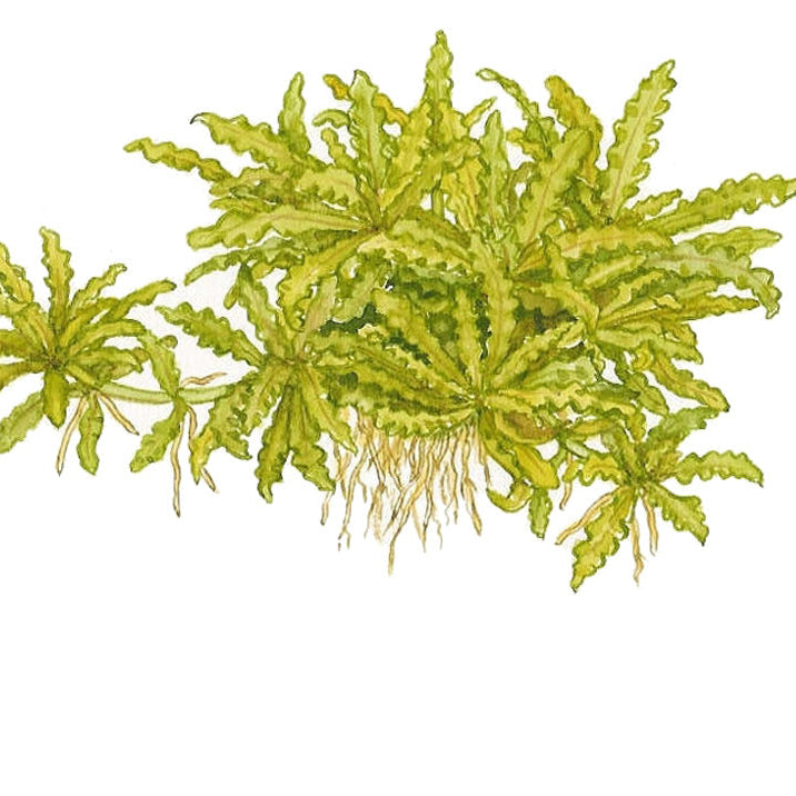 Pogostemon helferi In-Vitro
