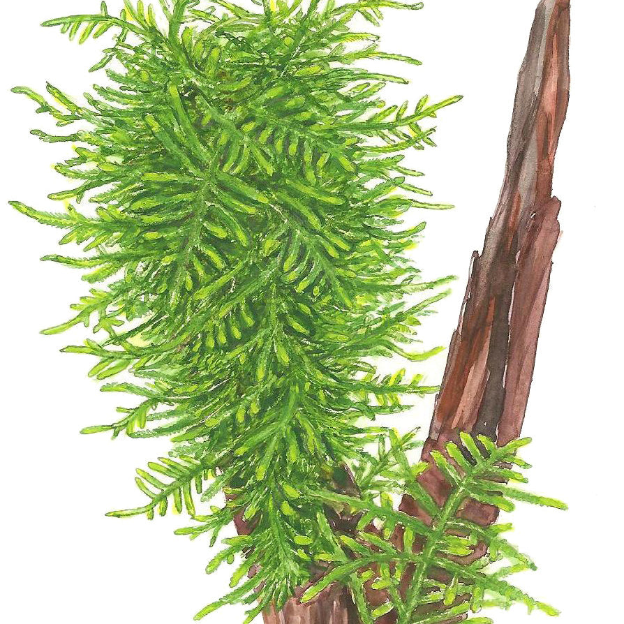 Spiky Moos Portion - Taxiphyllum sp. 'Spiky Moss'