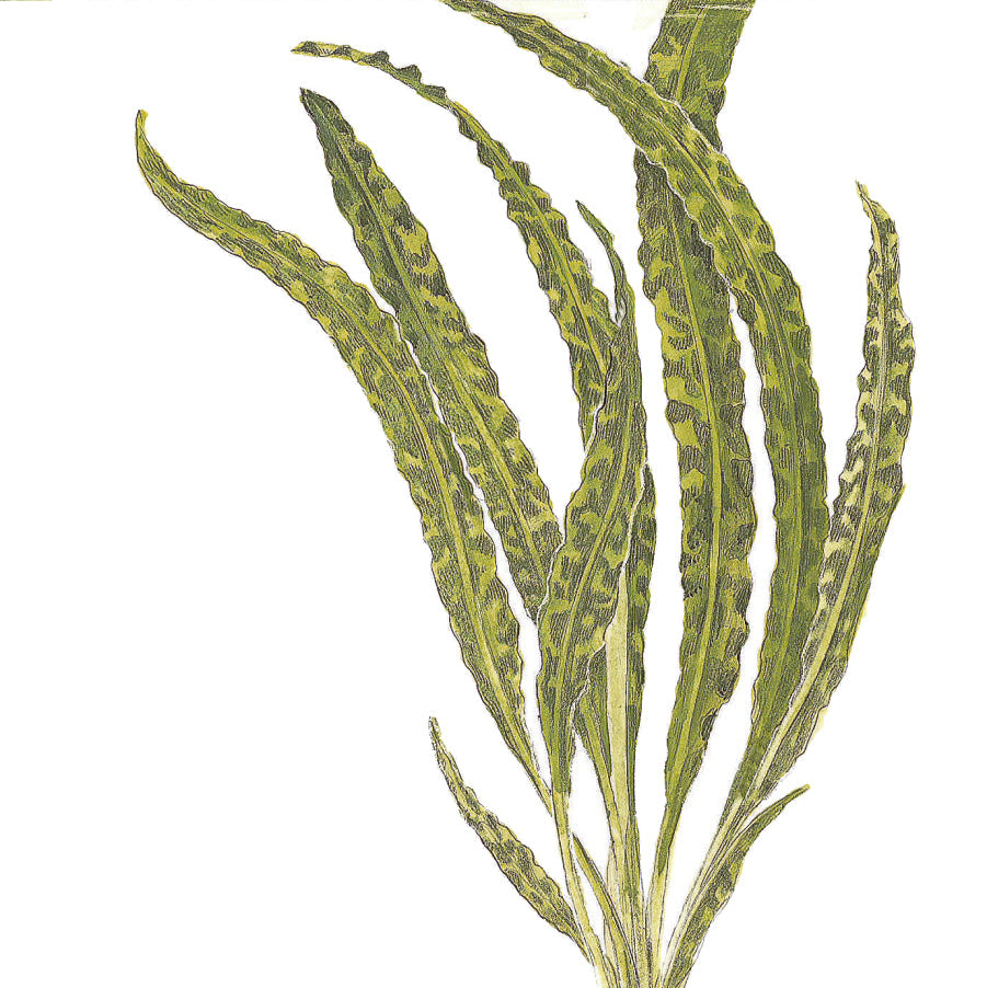 Cryptocoryne crispatula In-Vitro