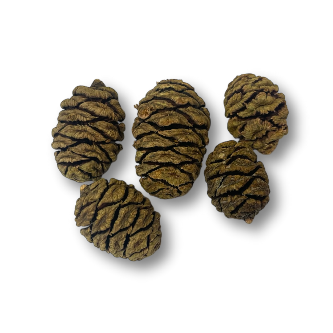 Mammutbaum Zapfen 5 Stück