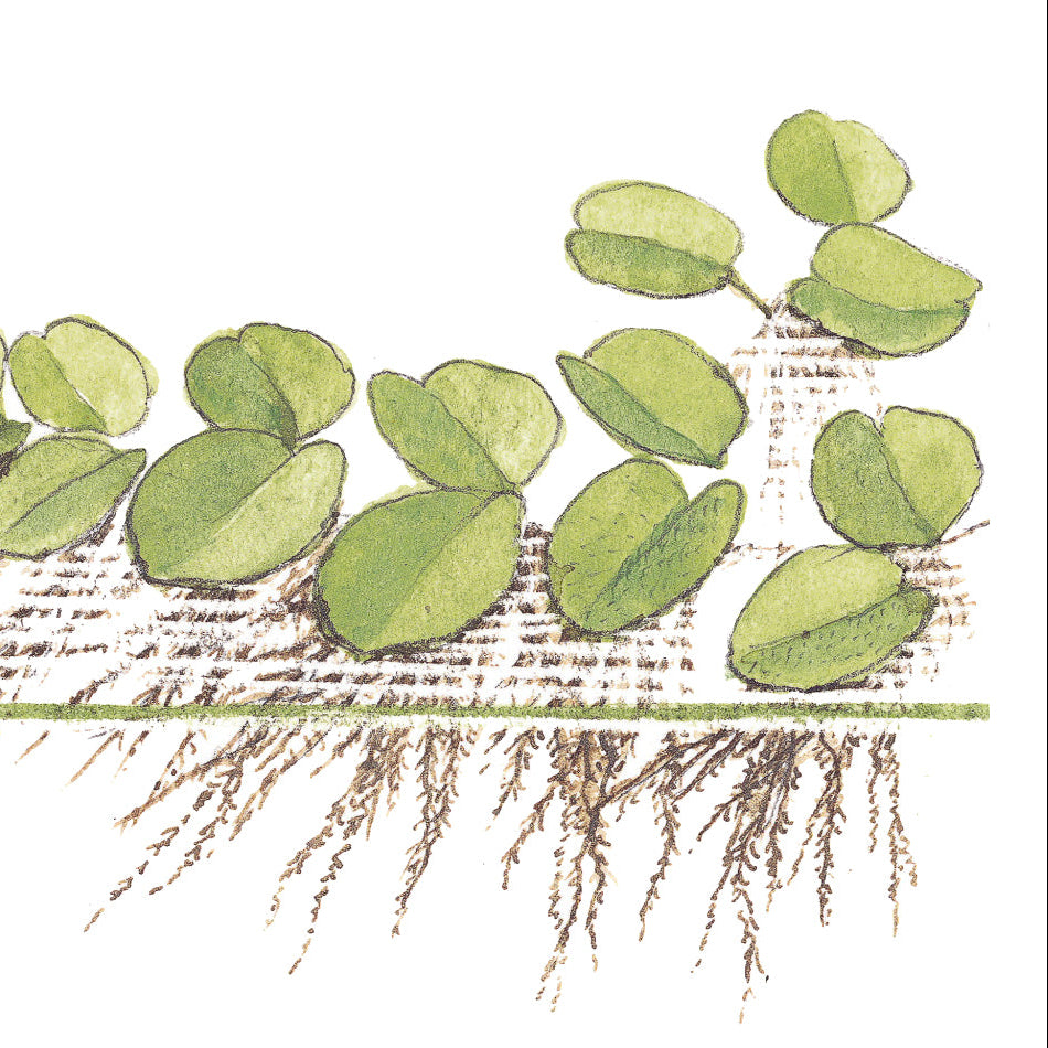 Salvinia minima In-Vitro - Kleiner Büschelfarn