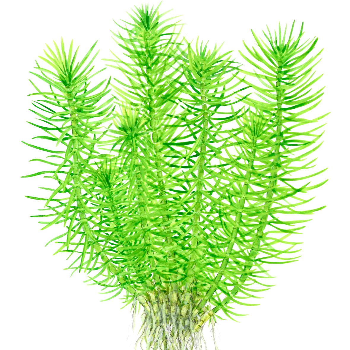 Pogostemon deccanensis In Vitro