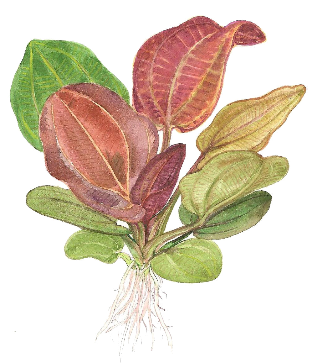 Echinodorus 'Reni' Rote Schwertpflanze In-Vitro