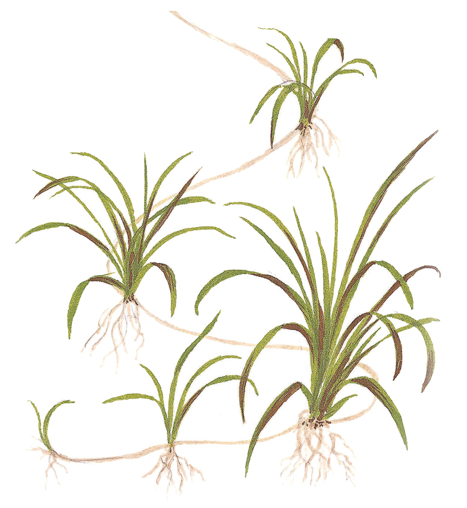 Helanthium tenellum 'Green' In-Vitro