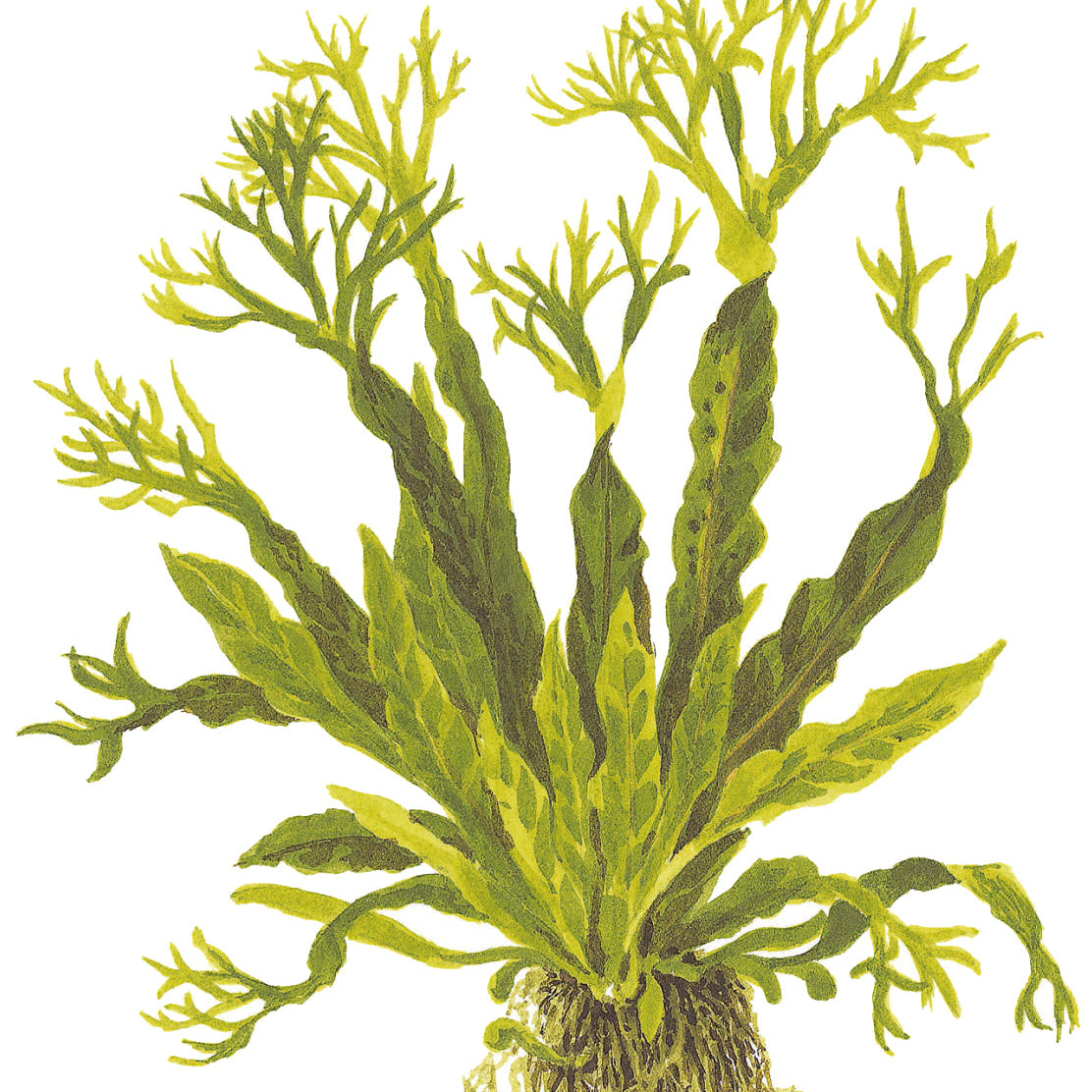 Microsorum pteropus Windeløv In-Vitro