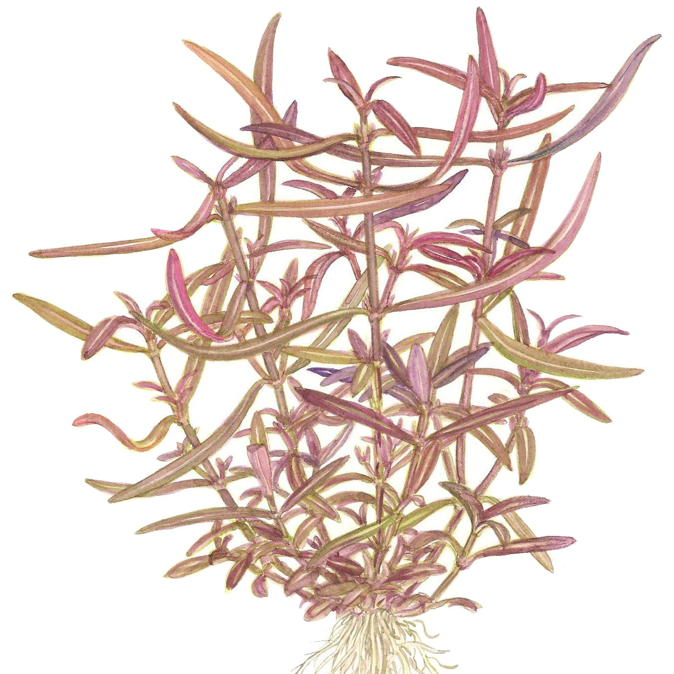 Hygrophila lancea 'Araguaia' In-Vitro