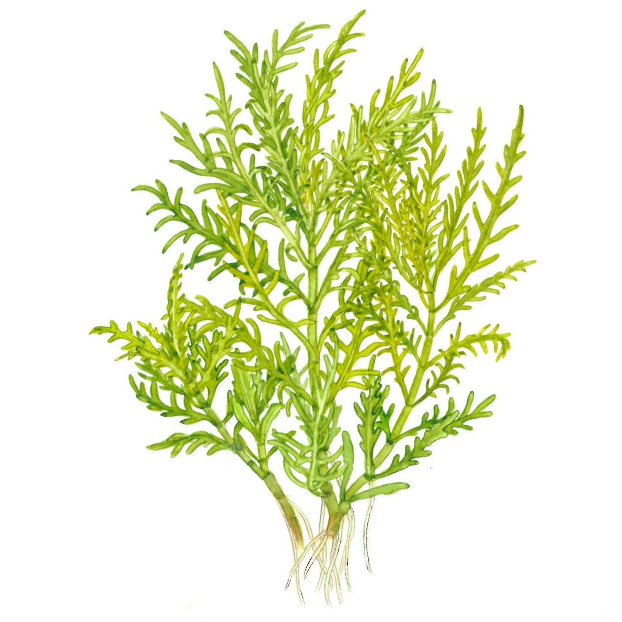 Hygrophila Odora In Vitro