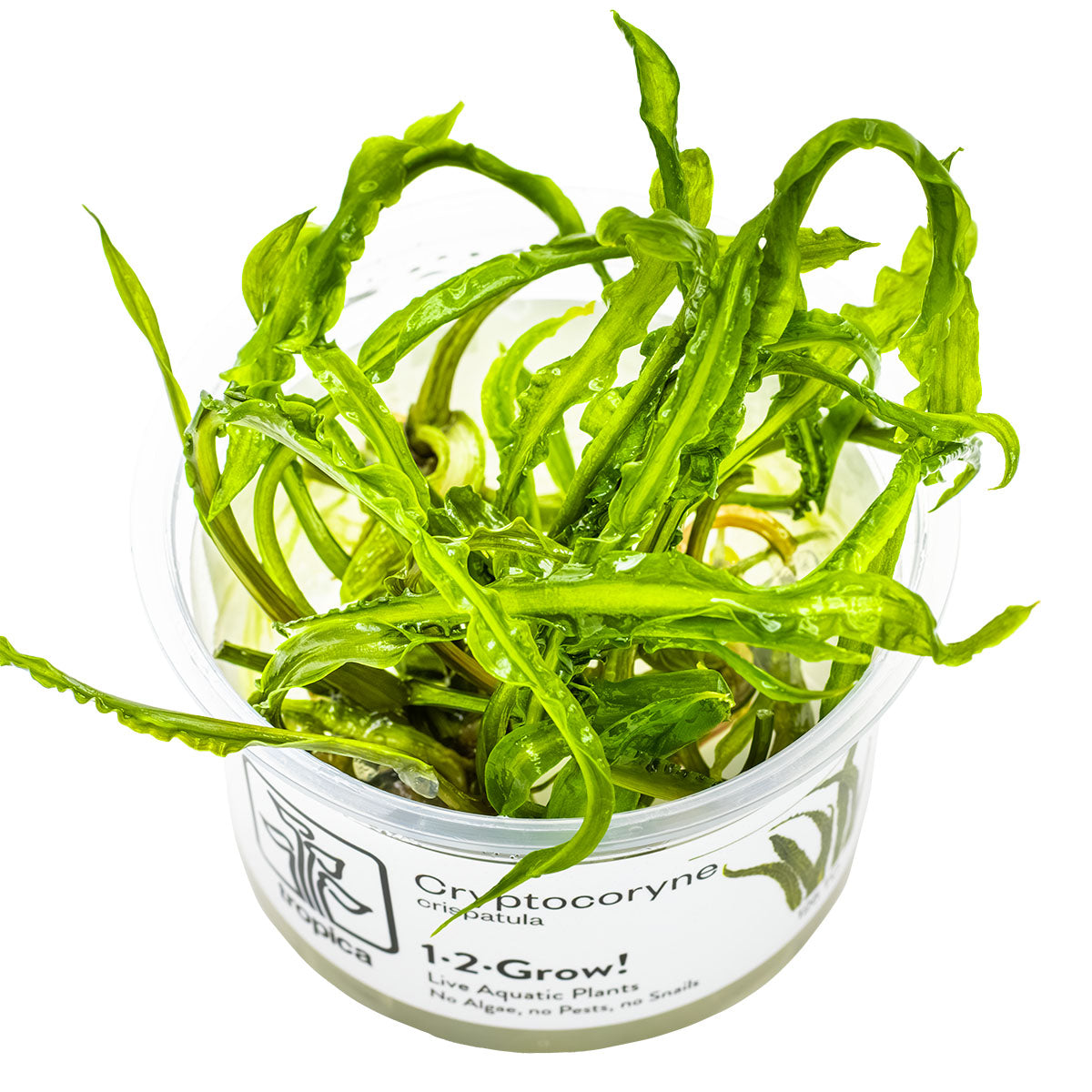 Cryptocoryne crispatula In-Vitro