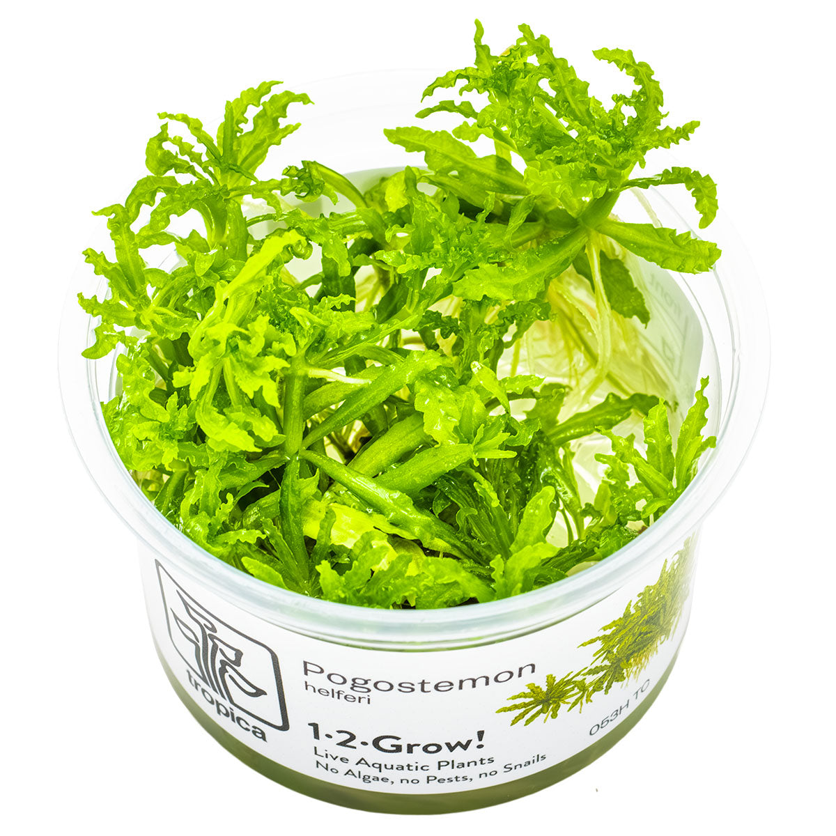 Pogostemon helferi In-Vitro