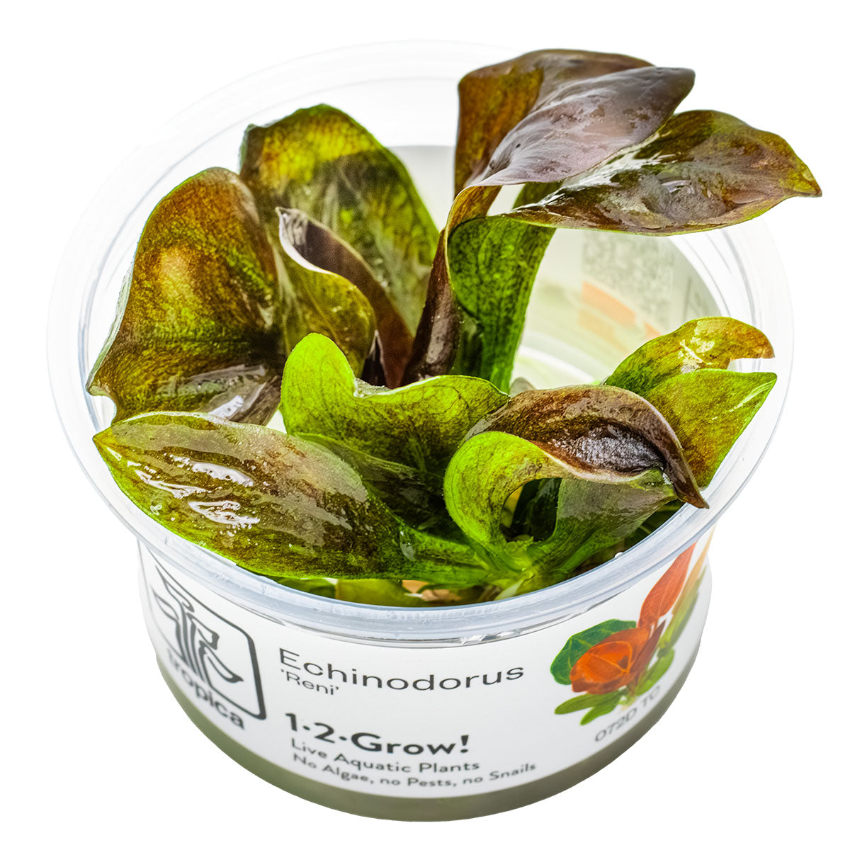 Echinodorus 'Reni' Rote Schwertpflanze In-Vitro