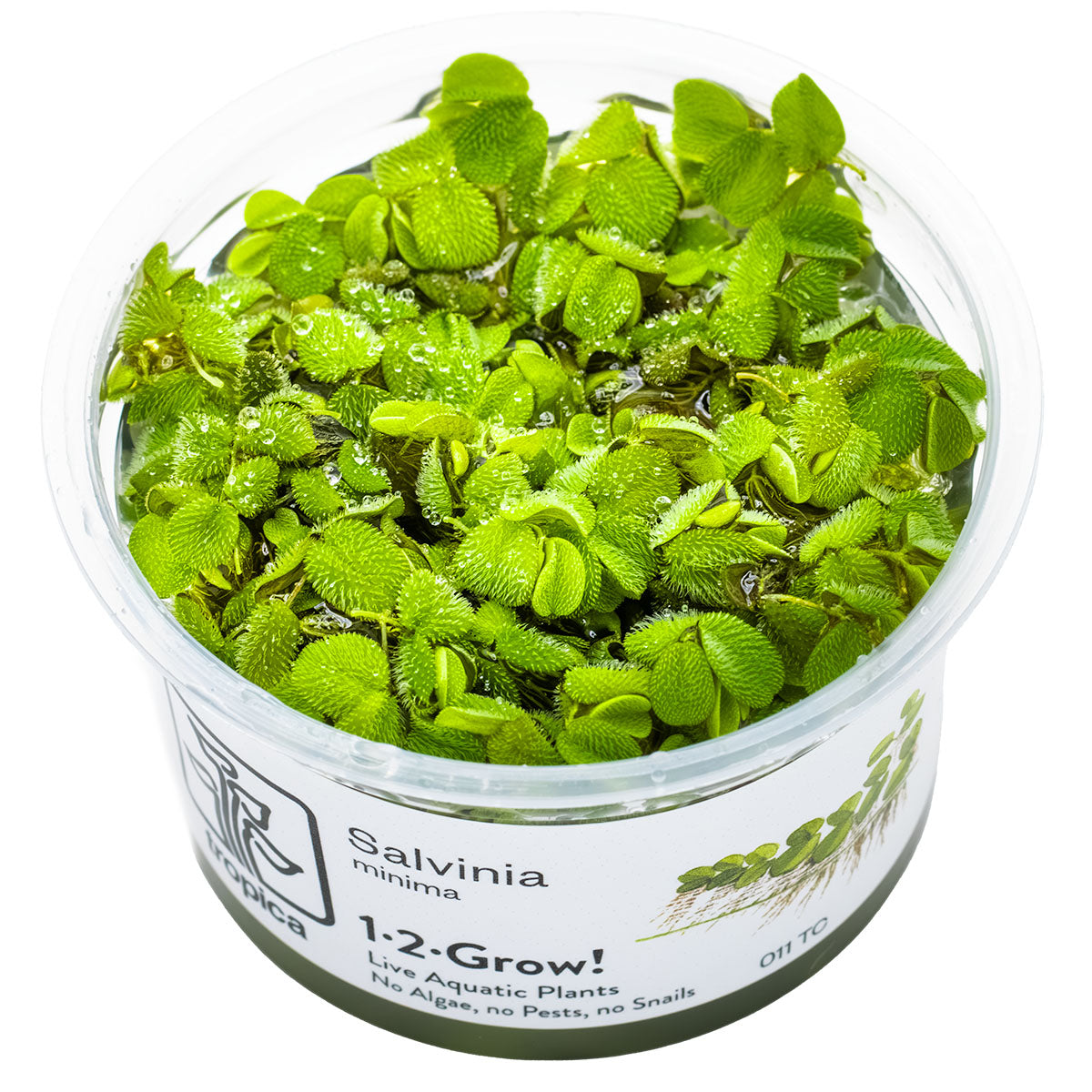 Salvinia minima In-Vitro - Kleiner Büschelfarn