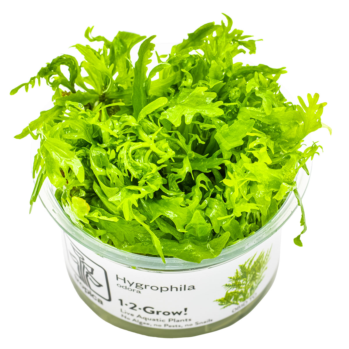 Hygrophila Odora In Vitro