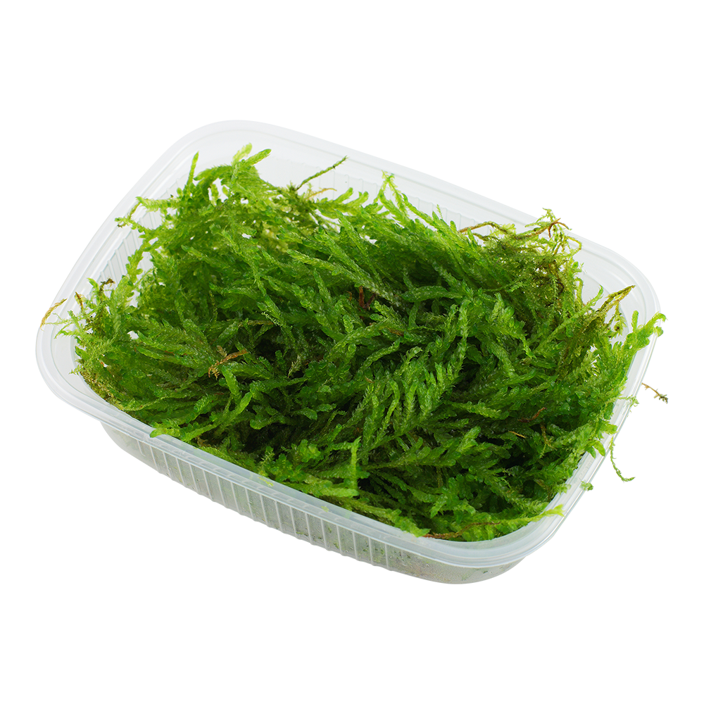 XL-Portion Weeping Moos Vesicularia ferriei