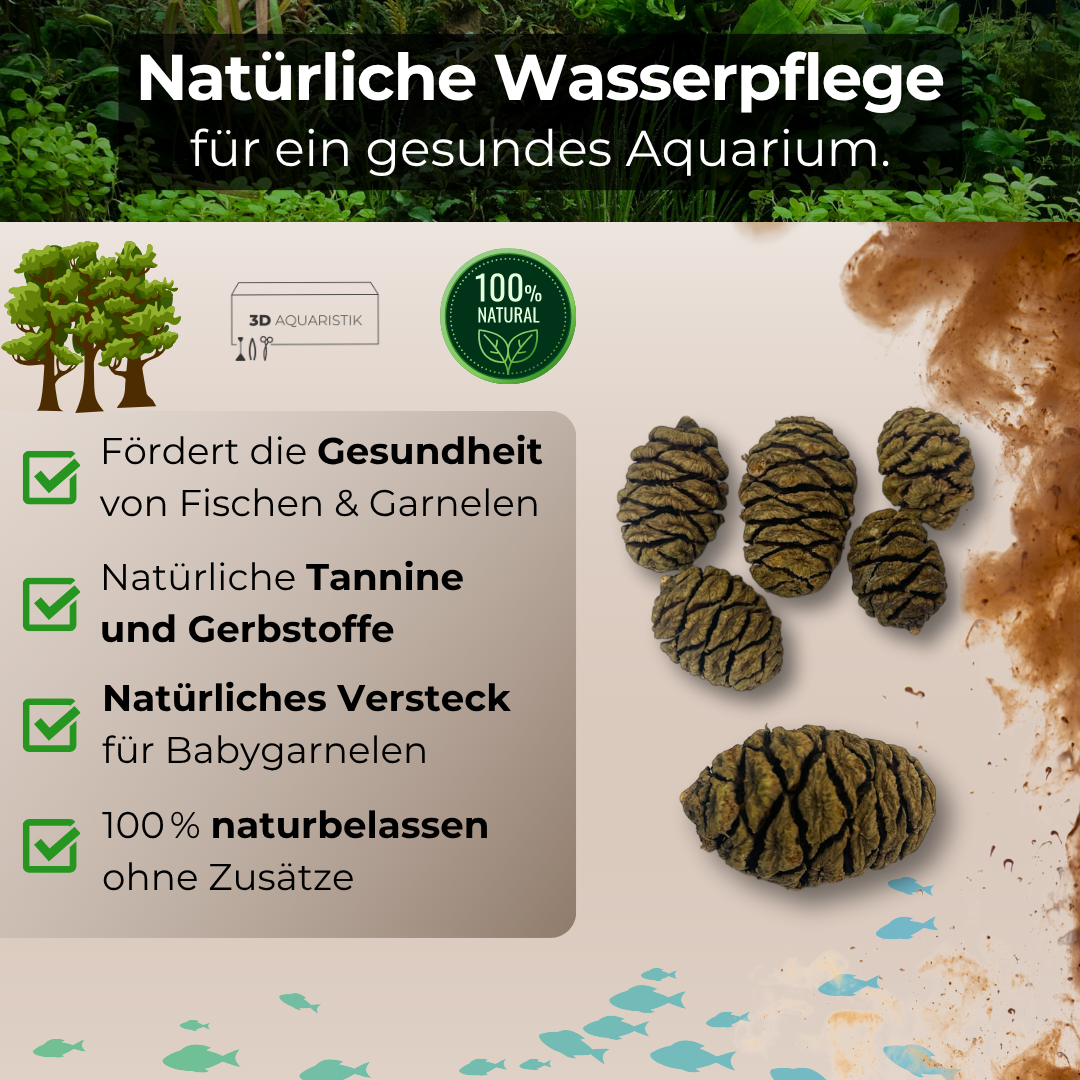 Mammutbaum Zapfen 5 Stück