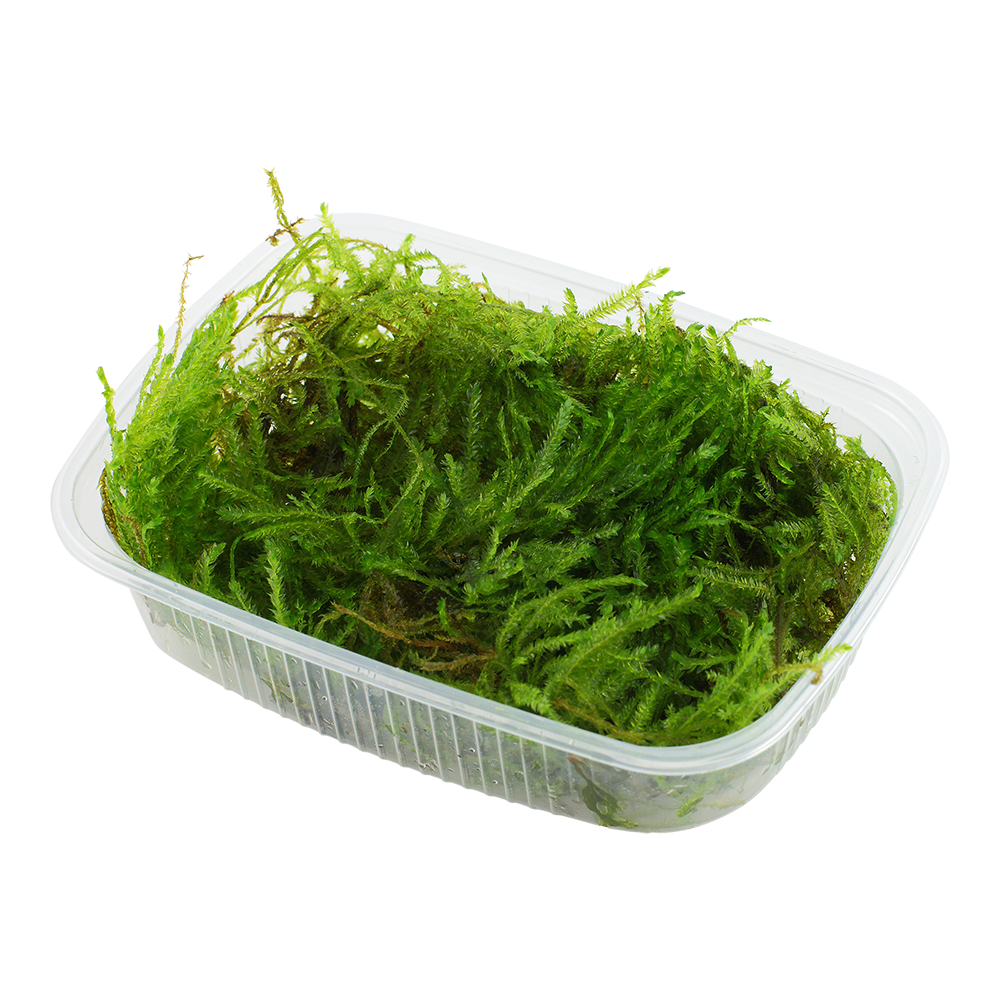 Spiky Moos Portion - Taxiphyllum sp. 'Spiky Moss'