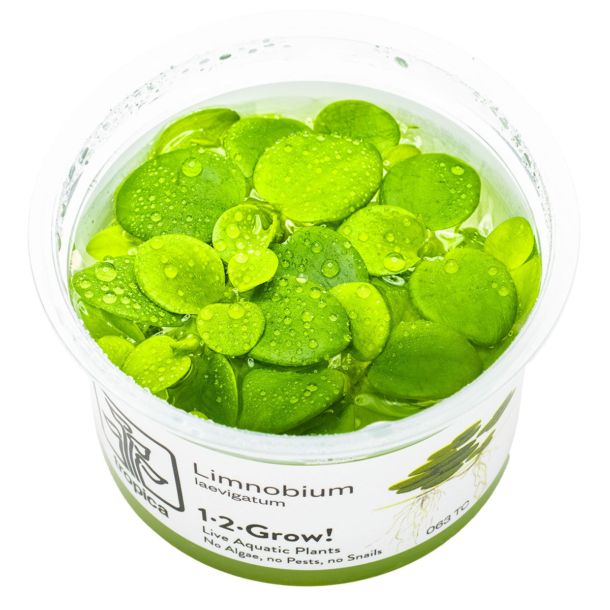 Limnobium laevigatum - Froschbiss - In-Vitro