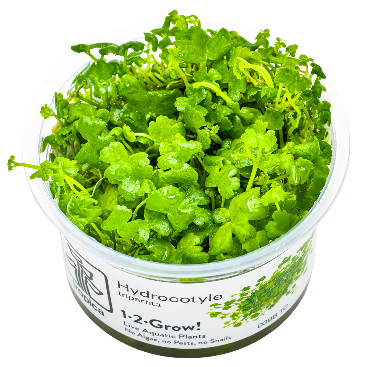 Hydrocotyle tripartita In-Vitro