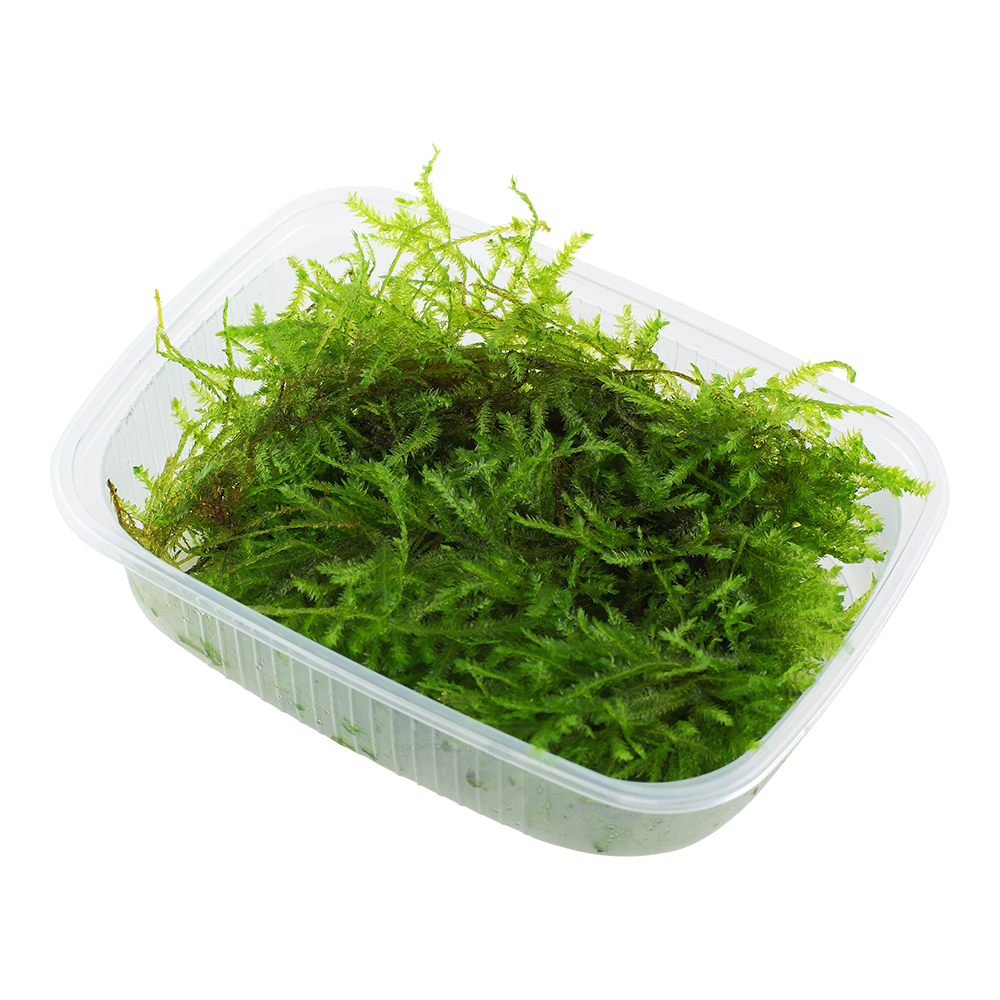 Christmas Moos Portion - Vesicularia montagnei