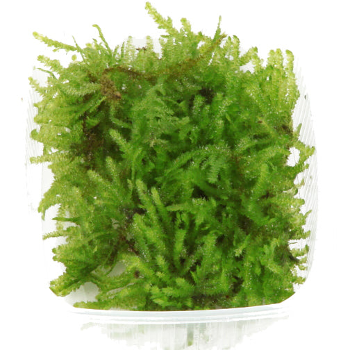 Christmas Moos Portion - Vesicularia montagnei
