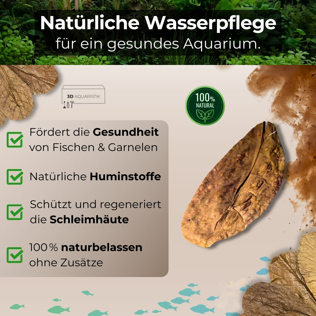 Seemandelbaumblätter - 10 Stück