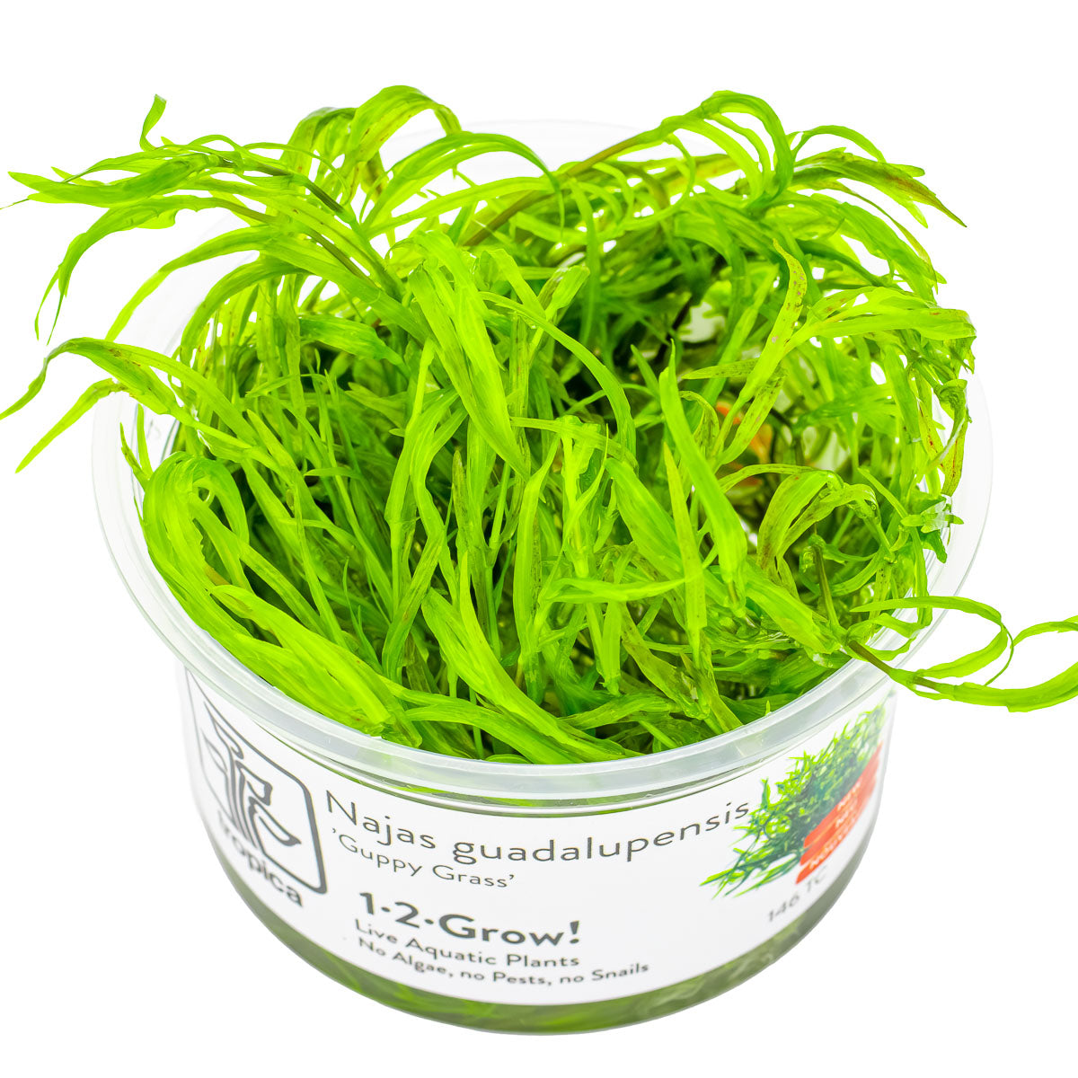 Najas guadalupensis 'Guppy Grass' In Vitro