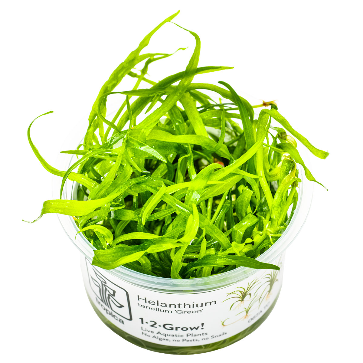 Helanthium tenellum 'Green' In-Vitro