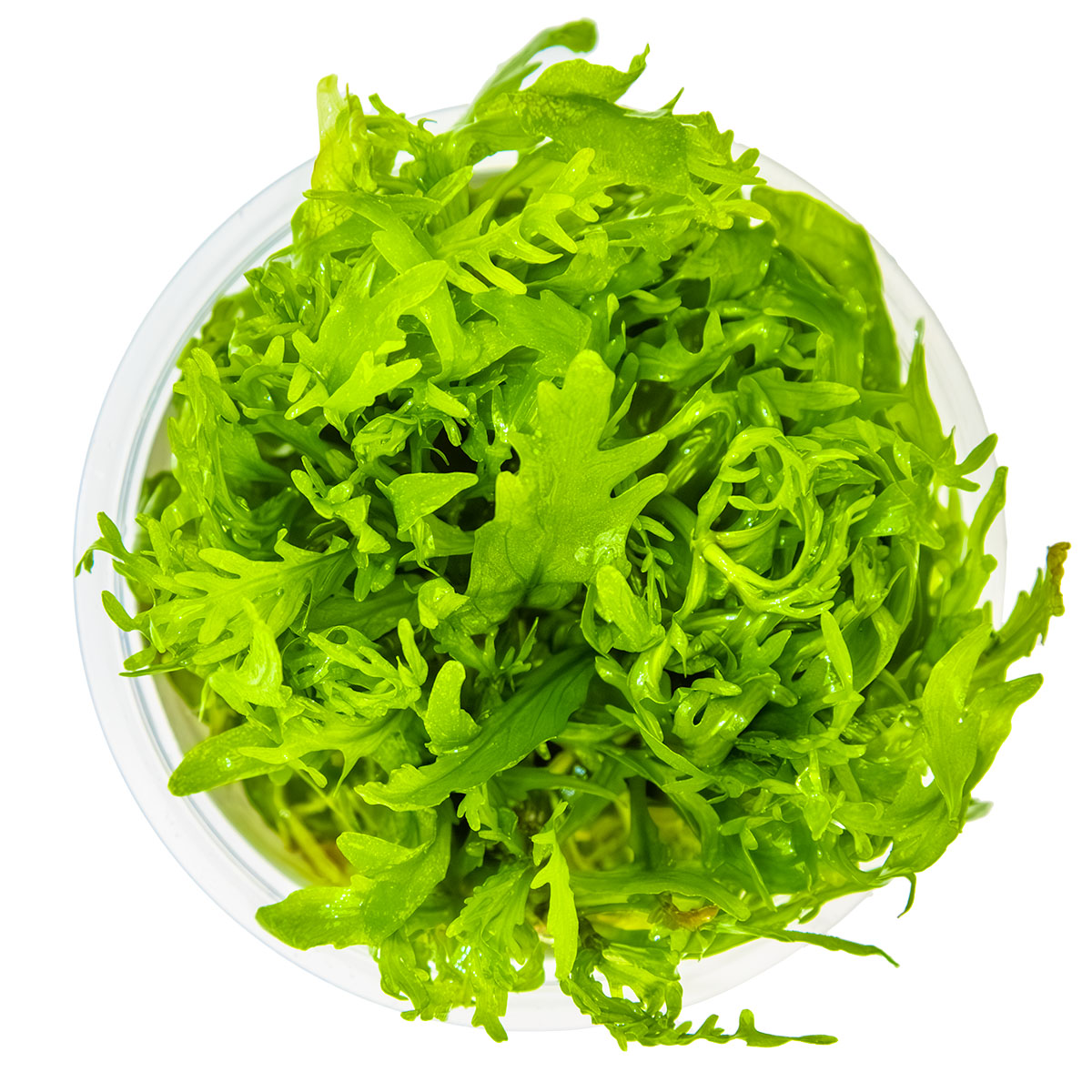 Hygrophila Odora In Vitro