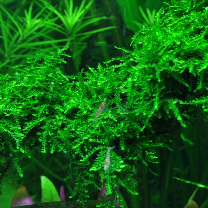 XL-Portion Weeping Moos Vesicularia ferriei