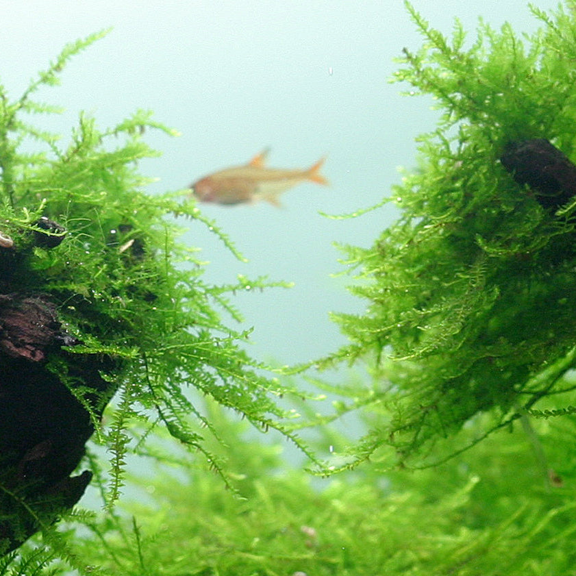 Javamoos Portion - Taxiphyllum barbieri