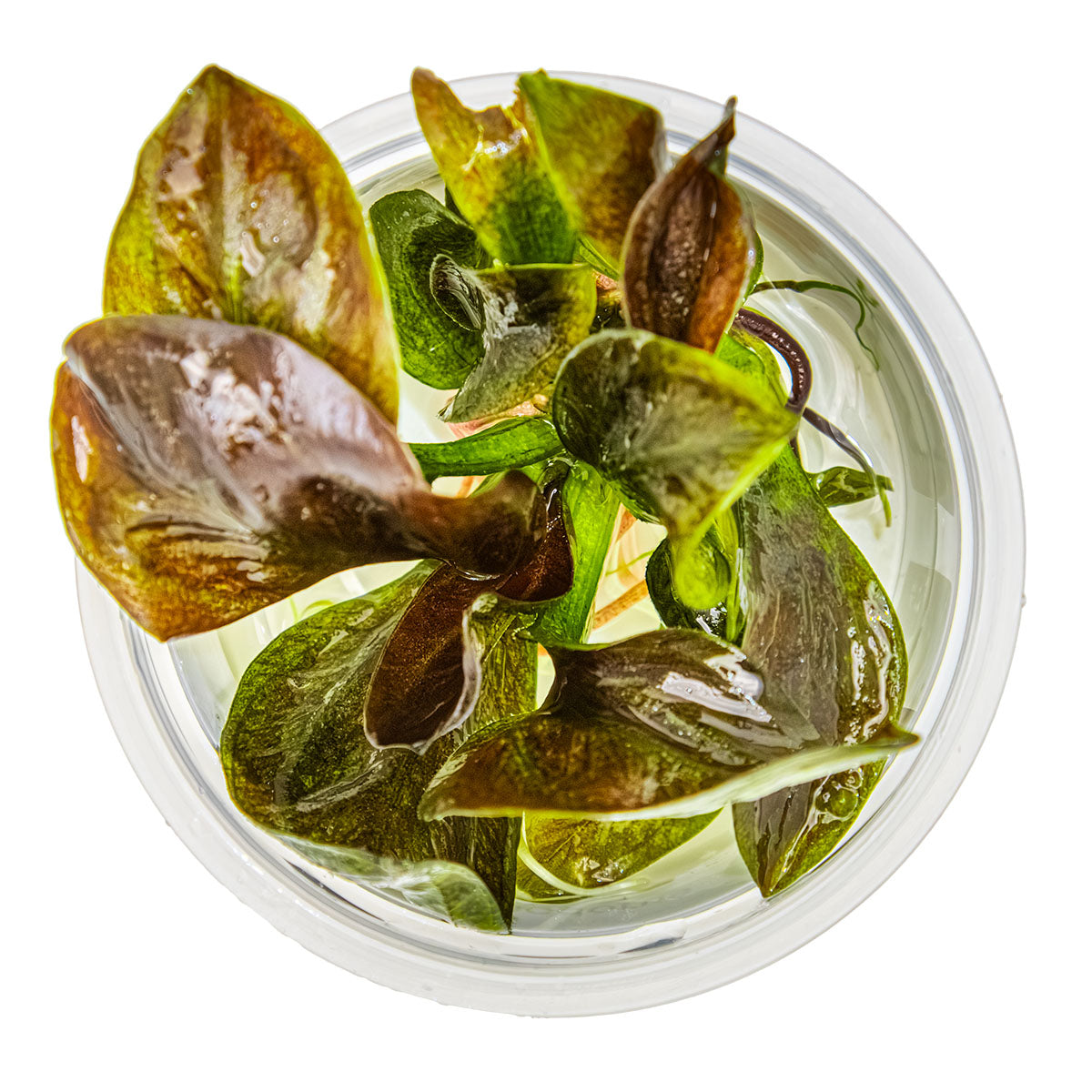 Echinodorus 'Reni' Rote Schwertpflanze In-Vitro