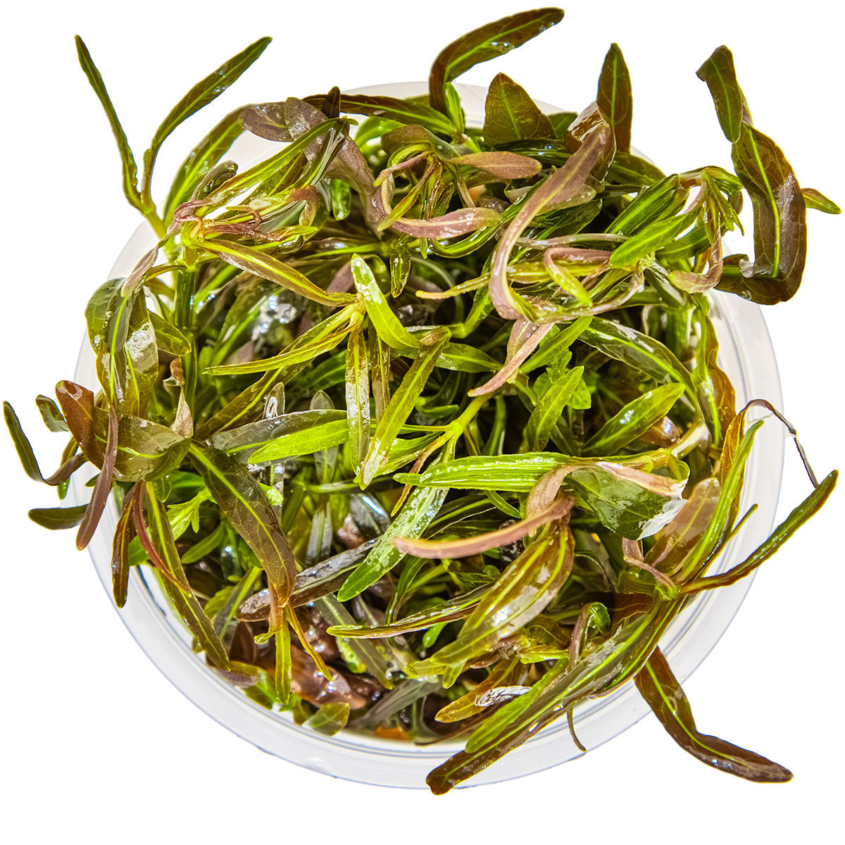 Hygrophila lancea 'Araguaia' In-Vitro