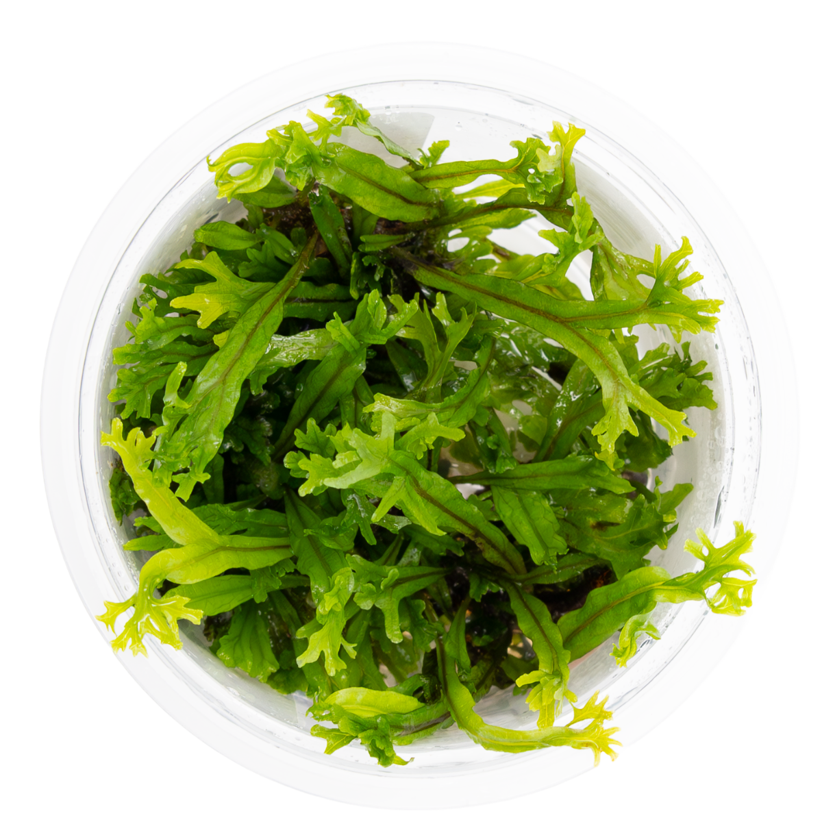 Microsorum pteropus Windeløv In-Vitro