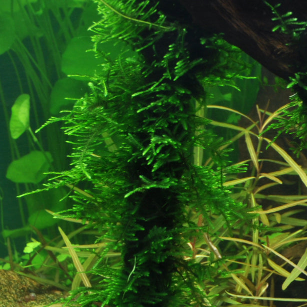 Spiky Moos Portion - Taxiphyllum sp. 'Spiky Moss'