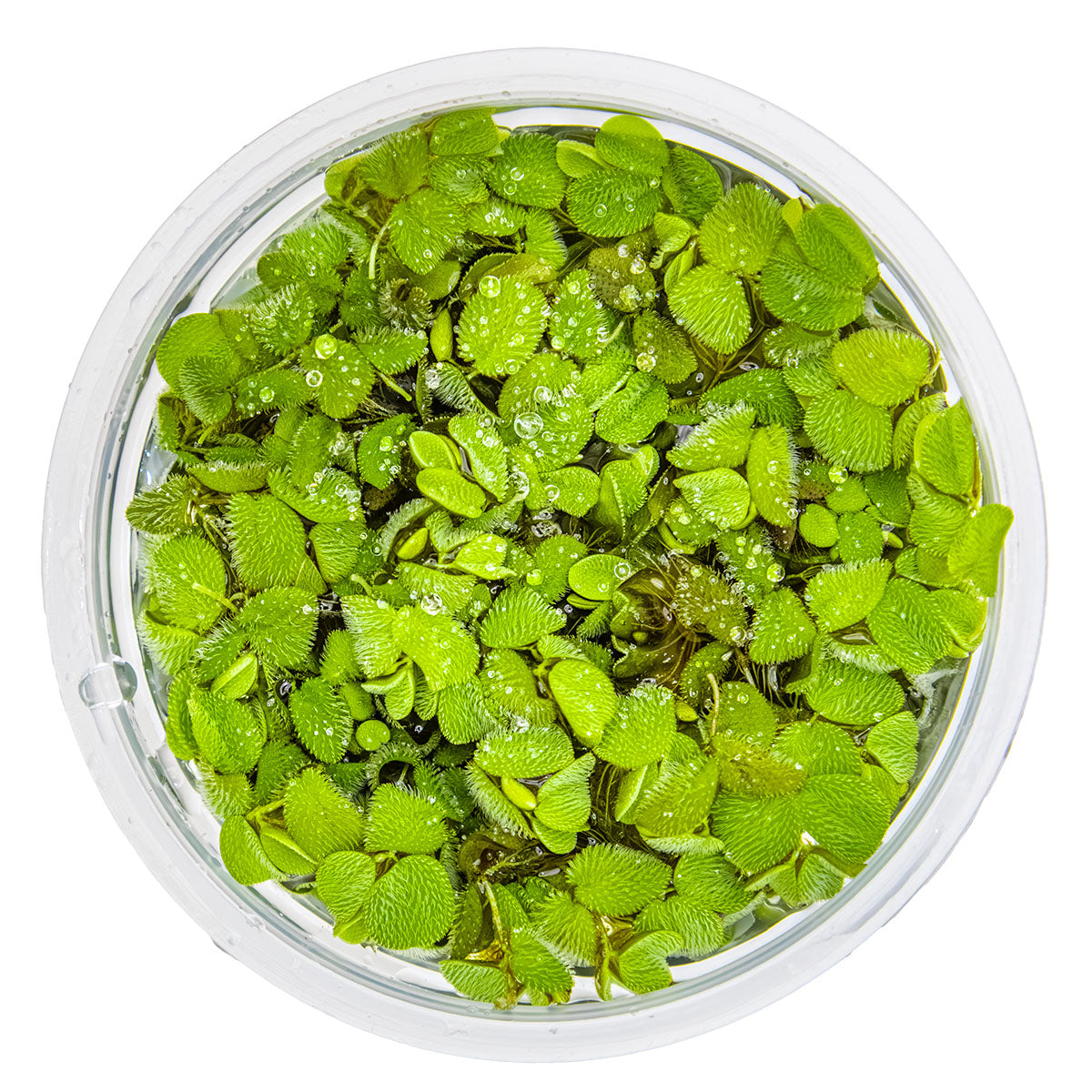 Salvinia minima In-Vitro - Kleiner Büschelfarn