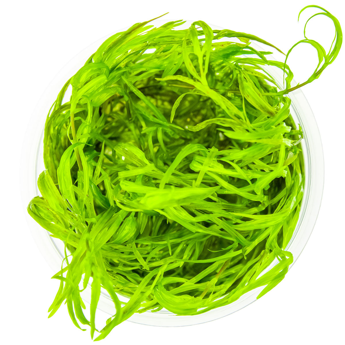 Najas guadalupensis 'Guppy Grass' In Vitro