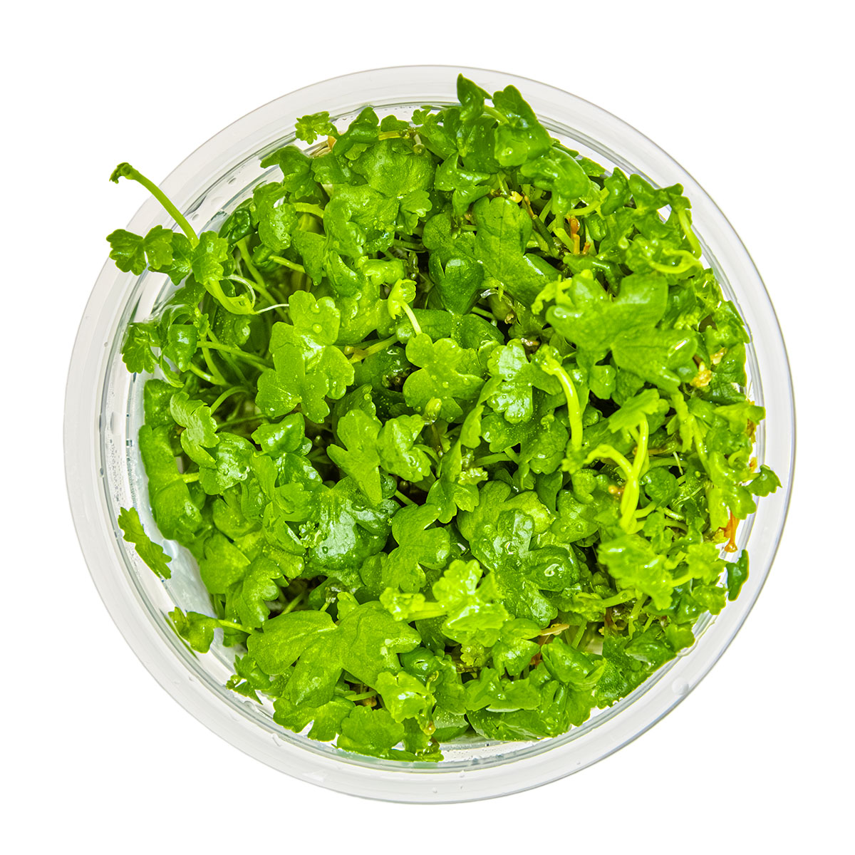 Hydrocotyle tripartita In-Vitro