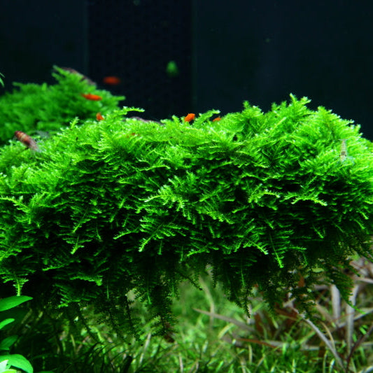 Christmas Moos Portion - Vesicularia montagnei