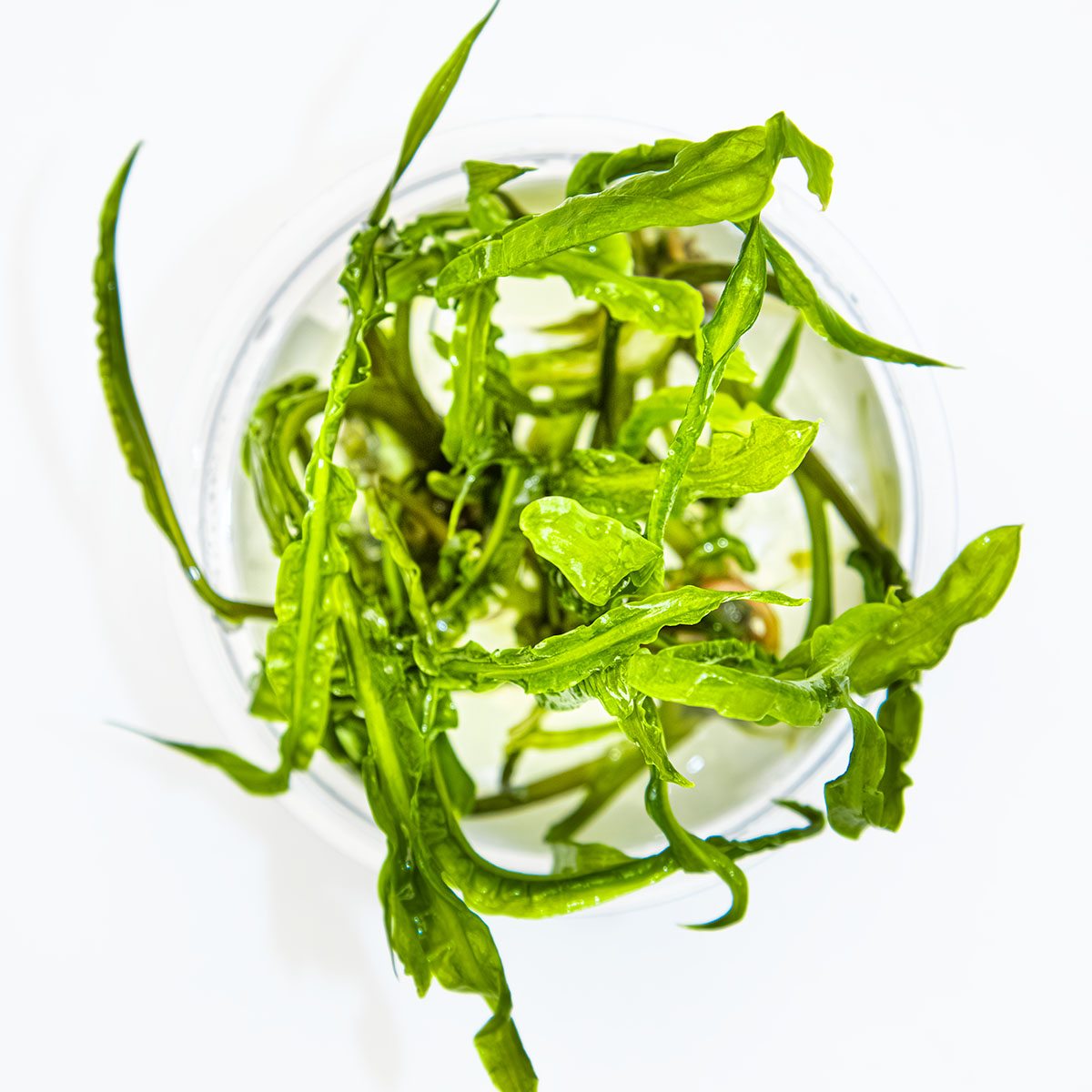 Cryptocoryne crispatula In-Vitro