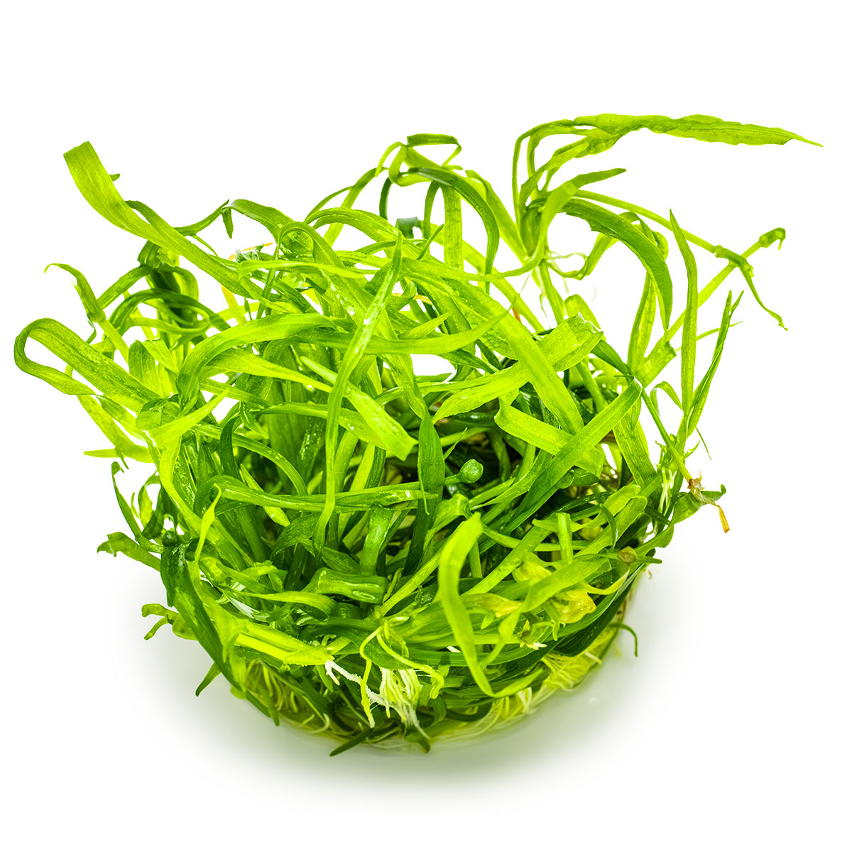 Helanthium tenellum 'Green' In-Vitro