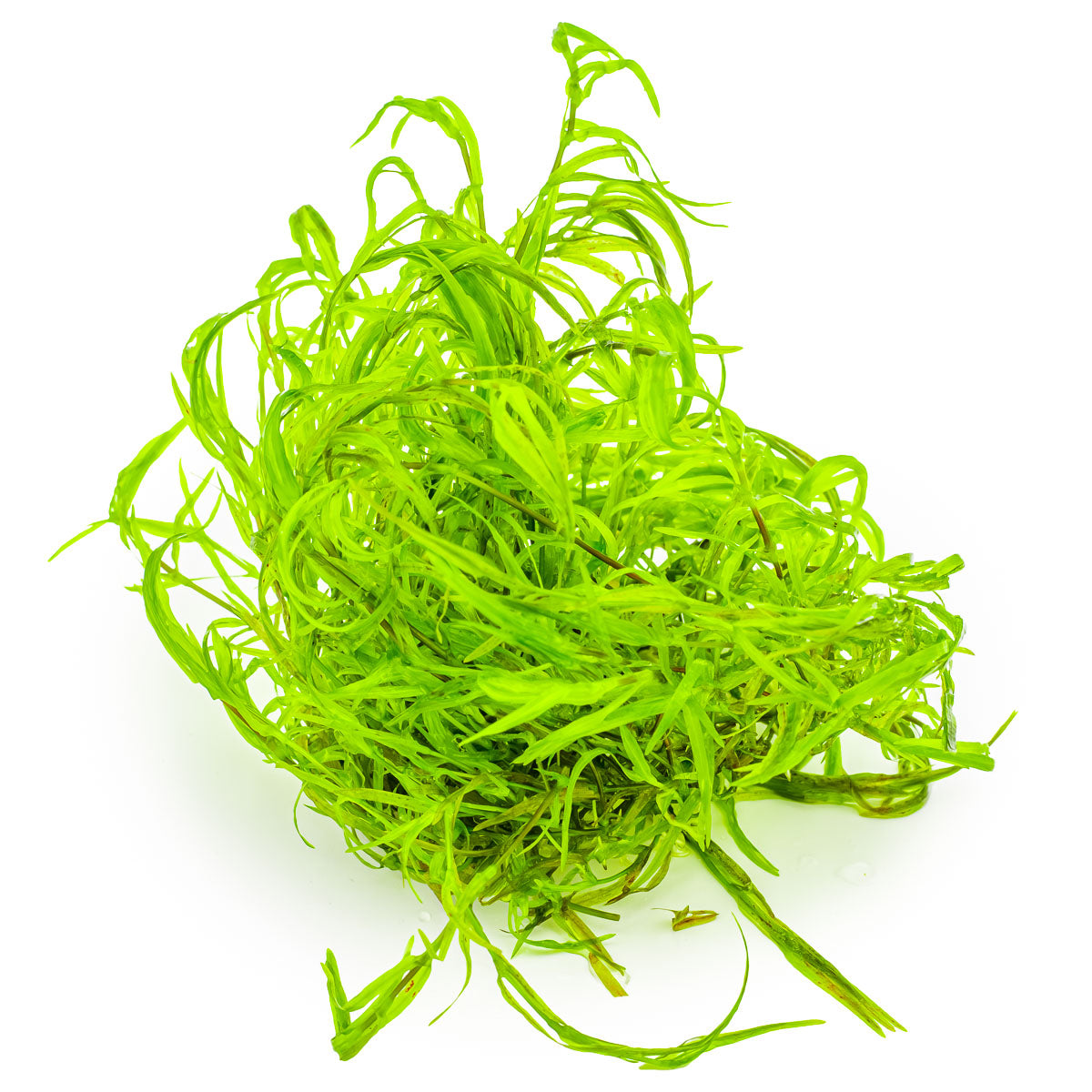 Najas guadalupensis 'Guppy Grass' In Vitro