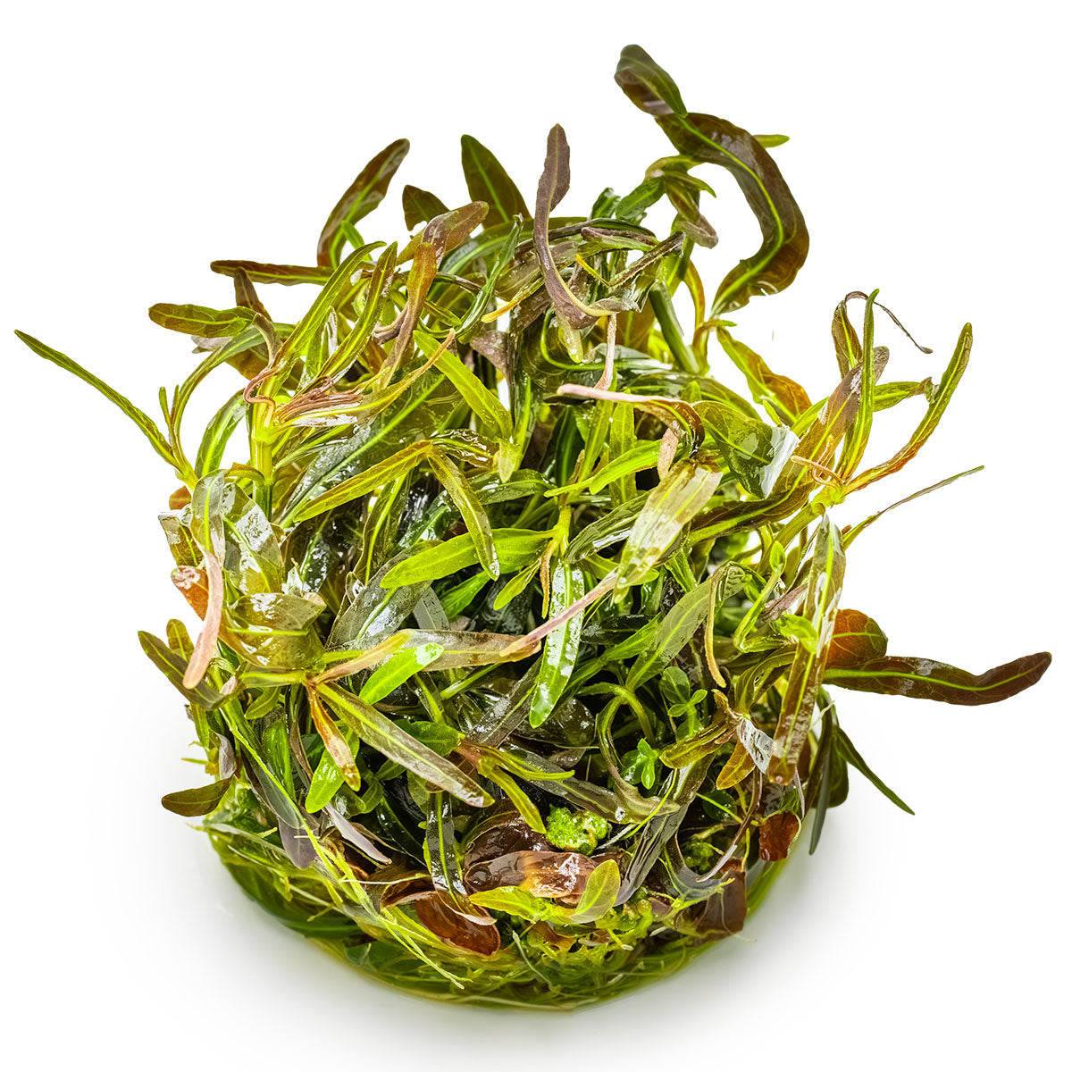 Hygrophila lancea 'Araguaia' In-Vitro