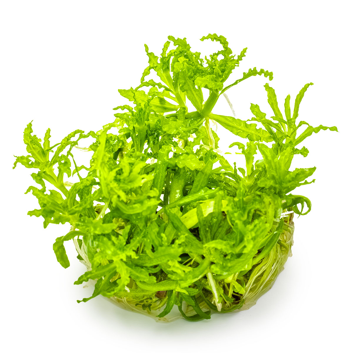 Pogostemon helferi In-Vitro