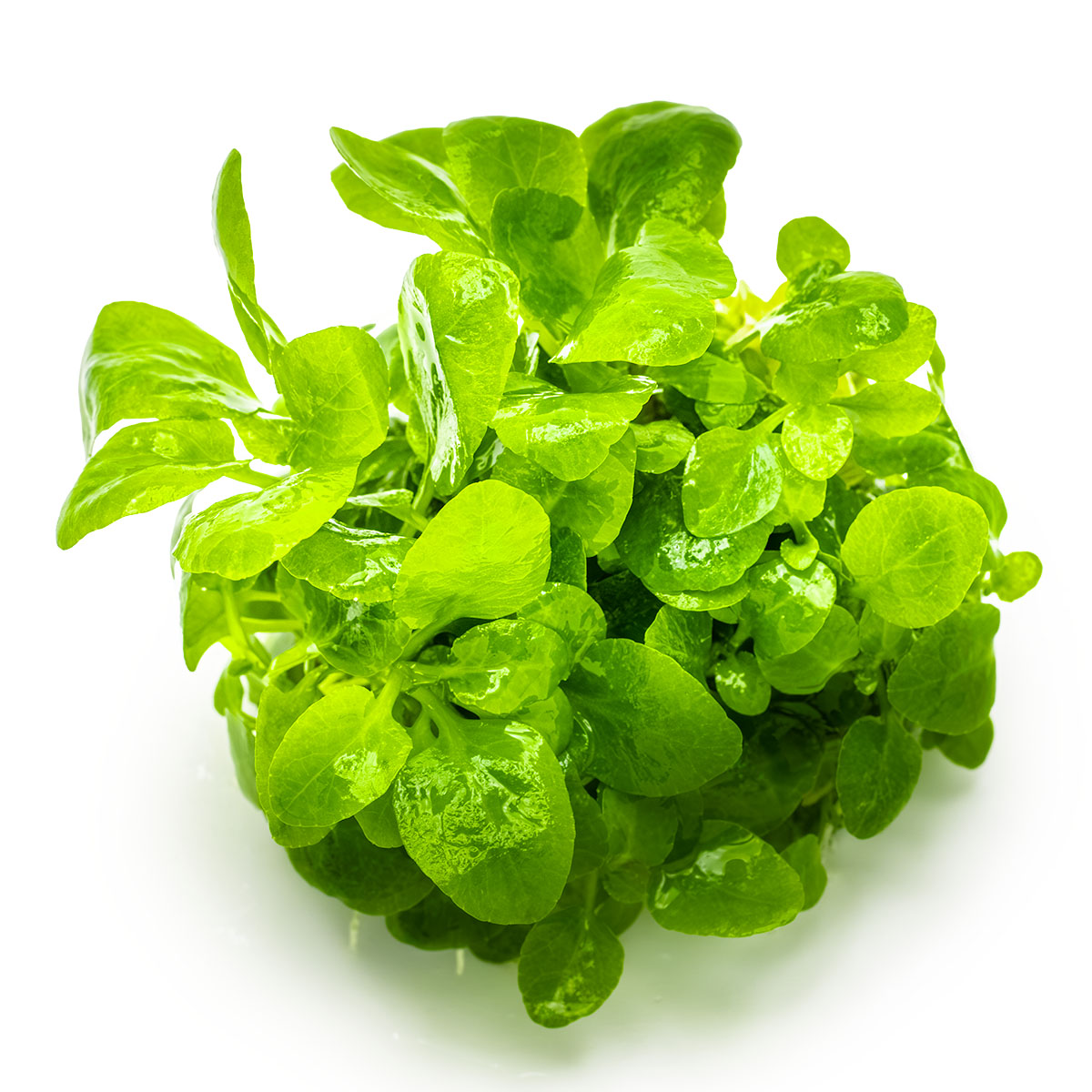 Lobelia cardinalis 'Mini'