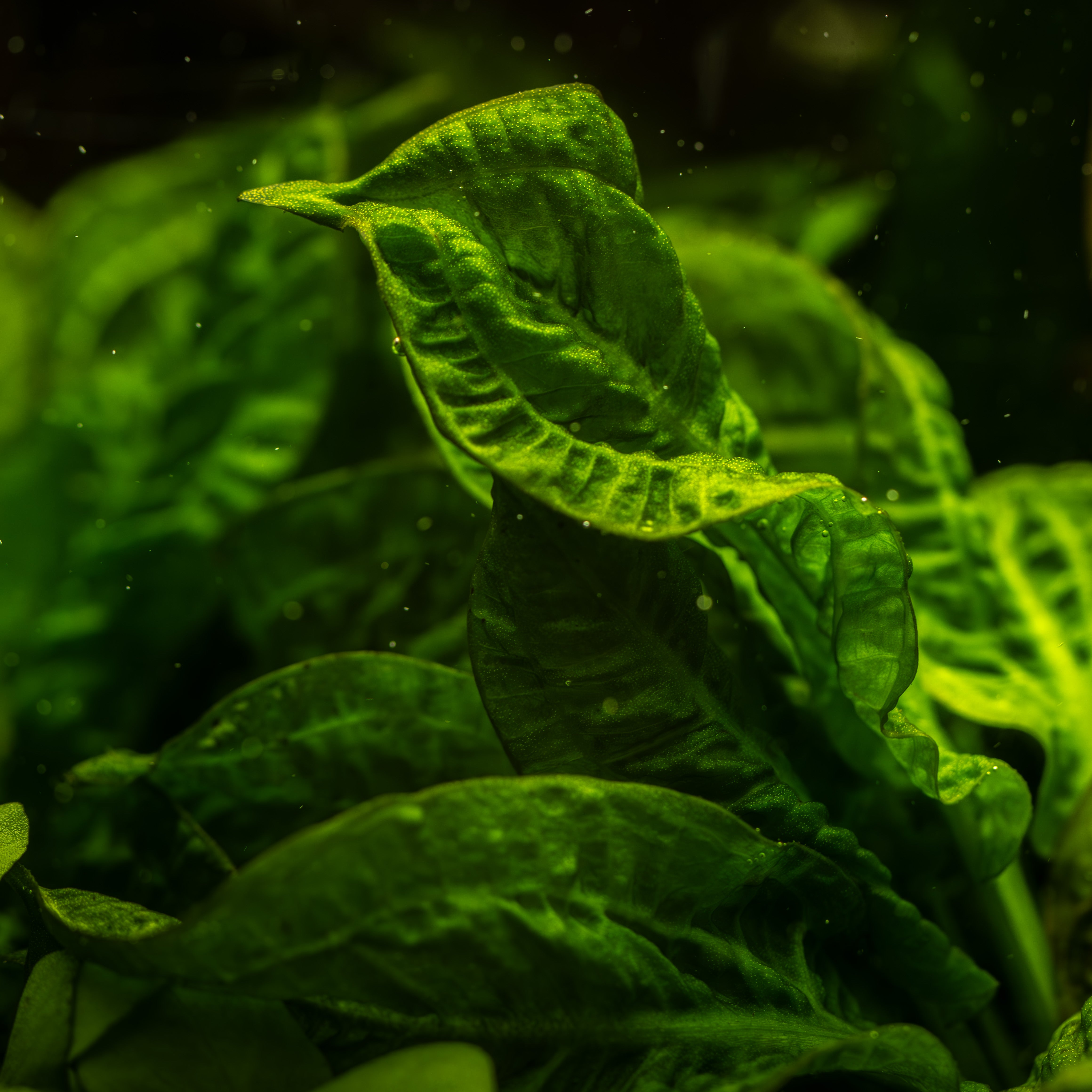 Echinodorus grisebachii 'Tropica' In-Vitro