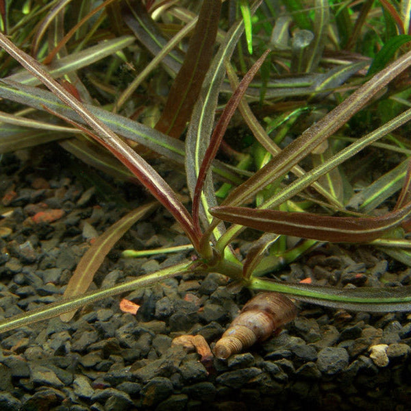 Hygrophila lancea 'Araguaia' In-Vitro