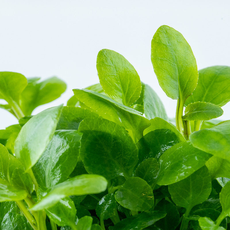 Lobelia cardinalis 'Mini'